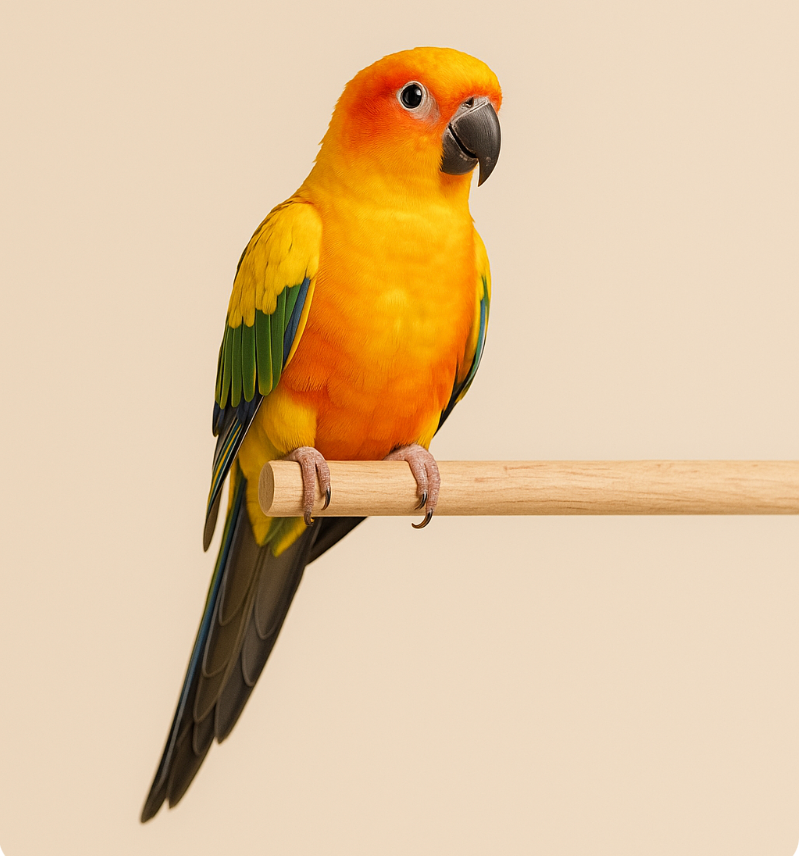 Oiseaux