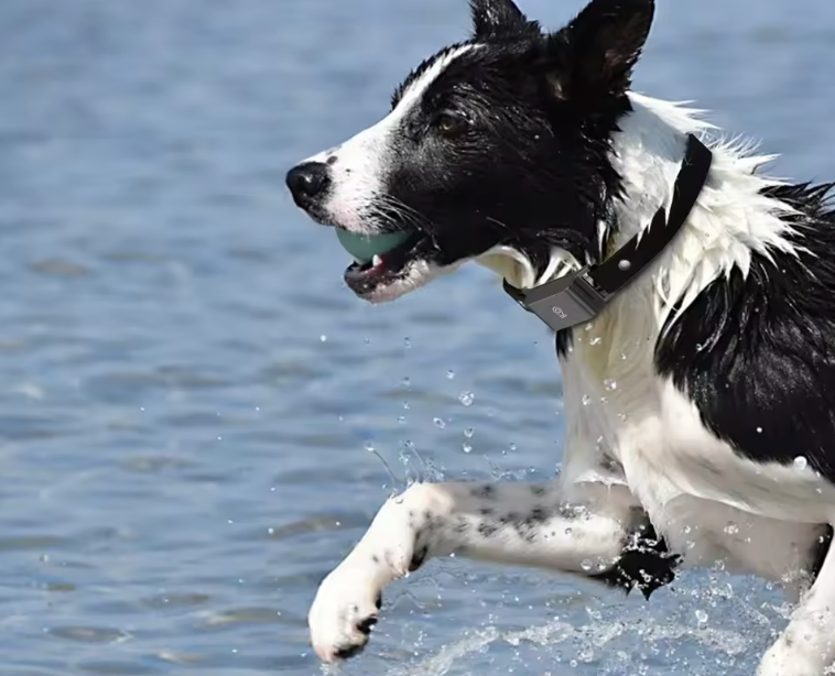 Collier gps pour chien